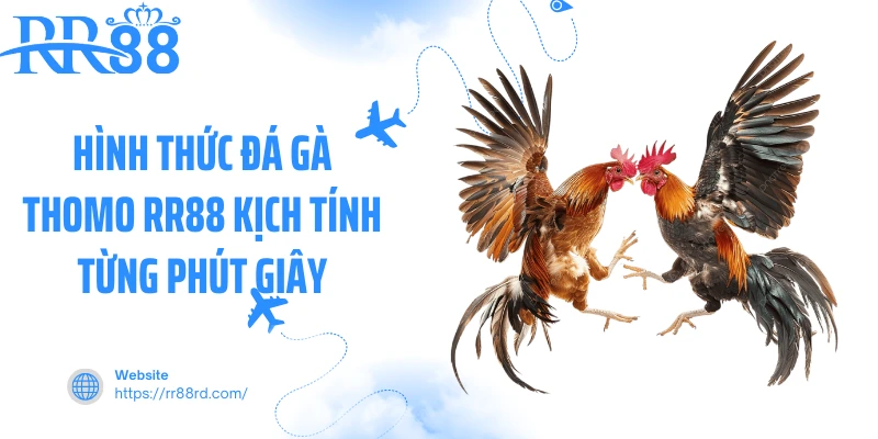 Hình thức đá gà thomo RR88 kịch tính từng phút giây Hình thức đá gà thomo RR88 kịch tính từng phút giây