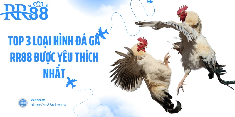 Top 3 loại hình đá gà RR88 được yêu thích nhất